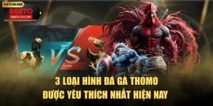 3 Loại Hình Đá Gà Thomo Được Yêu Thích Nhất Hiện Nay